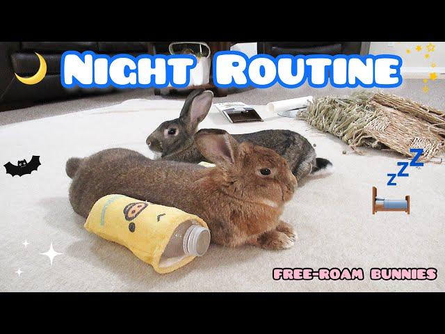 Bunny Night Routine: Free-roam Rabbits