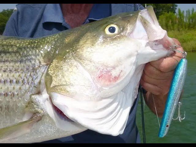 Topwater Striper Fishing Lake Texoma-The Best Lake Texoma Striper Fishing Guides-Striper Express