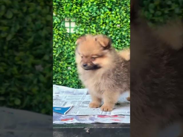 available mini pom puppies in hyderabad #mini pom puppy