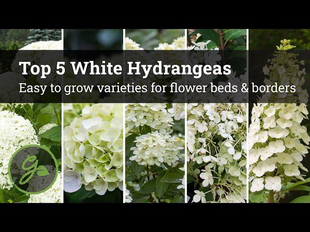 Best White Hydrangeas / Easy To Grow Varieties For Flower Beds & Borders