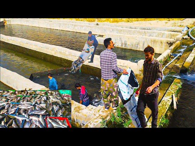 Fish fishing: Hamid helping Amir Ali in carrying fish