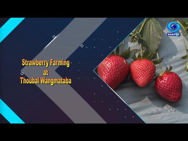 Agriculture Programme | Strawberry Farming at Thoubal Wangmataba