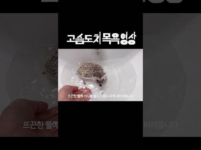 고슴도치 목욕시키는 날