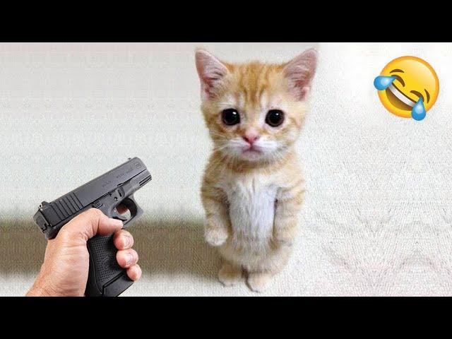 Funniest Cats and Dogs  | Funny Animal Videos #13