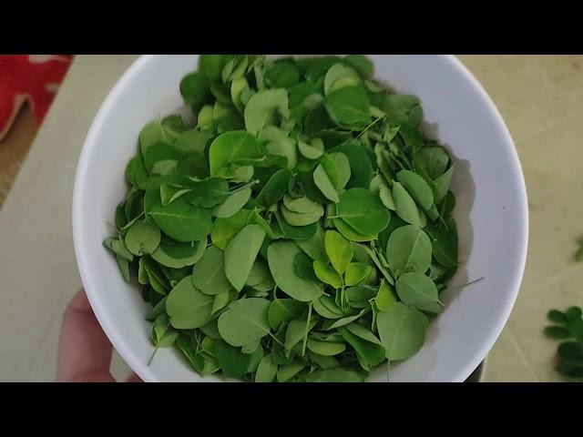 TRY NATIN: Malunggay/Moringa Tea (vlog#012)