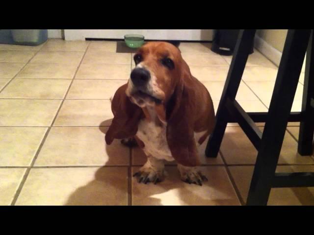 Navi the Basset Hound Howling!