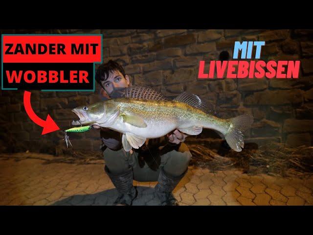 Zander mit Wobbler - so geht's! | Zanderangeln in der Nacht Tipps & Tricks | Livebisse