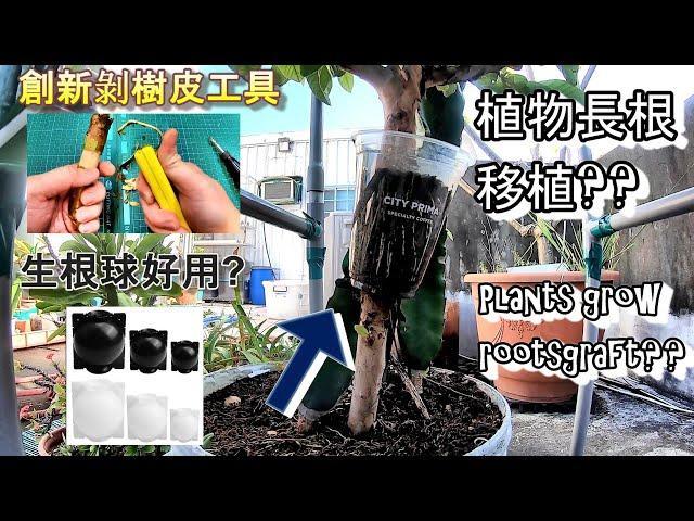 芭樂樹高壓法 & 剝樹皮好工具&生根球.Replicate the tree high pressure method