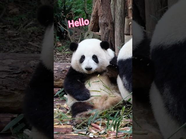 #giantpanda #ジャイアントパンダ #大熊猫 #hehua