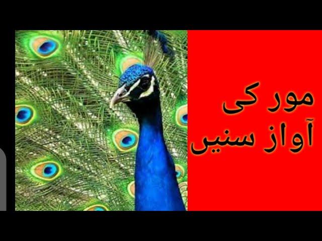 Mor ki awaz/peacock voice live/#peacock #mor #peacockdance #shorts #shortvideo #peacockmehndidesign