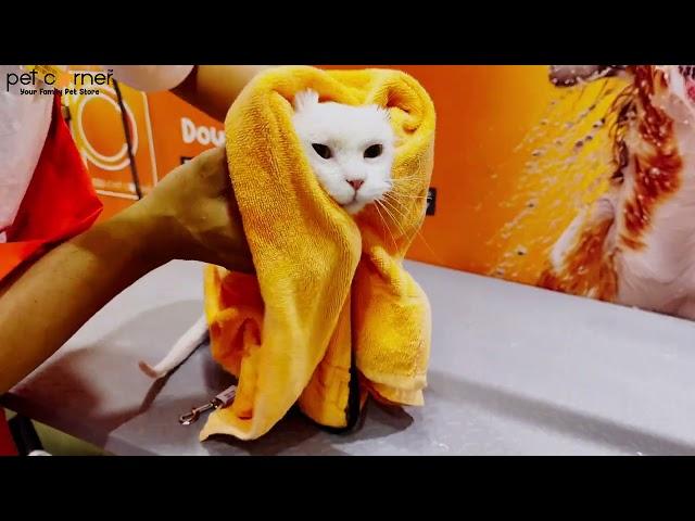 Pet Corner Cat Grooming! Mobile Grooming & In Store Grooming in UAE