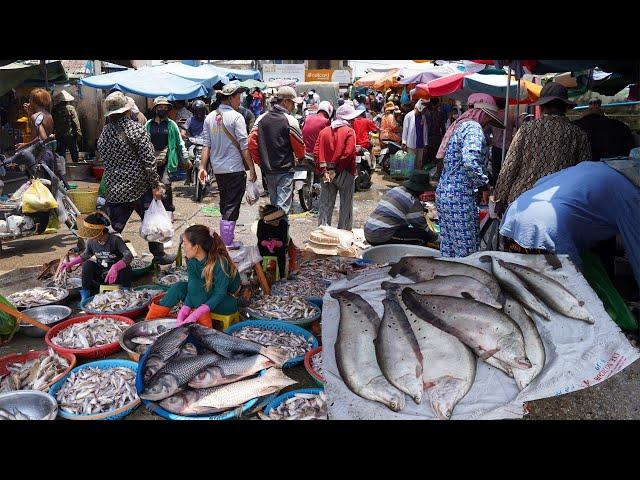 Cambodian Fish Market Scene in Kilo 9 - Amazing Second Sit Distribute Alive Fish, Seafood & More