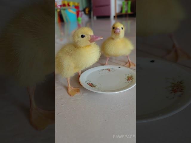 Cute baby ducks drinking water#duck  #cute