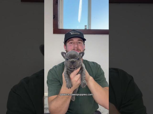 Visit my website at pawz-n-clawzpuppies.com and fill out my puppy application! #frenchbulldog