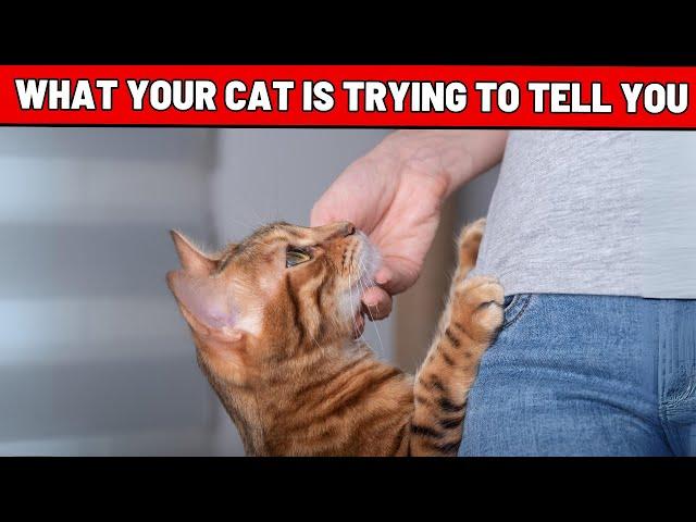 12 Sounds Cats Make When Seeing Their Cat Parents and Why - What Your Cat Is Trying to Tell You