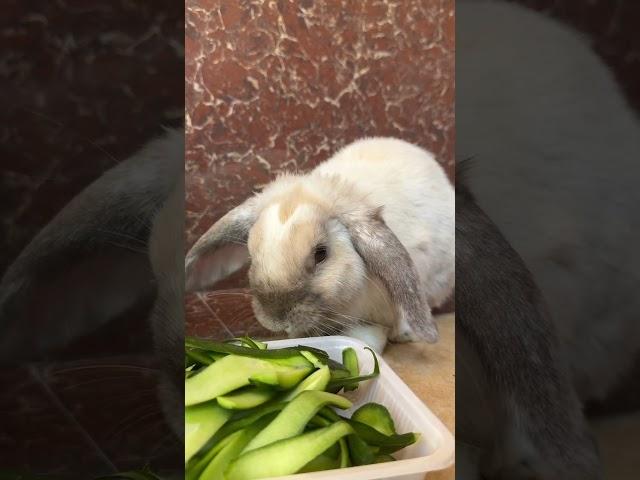 Lunch time my sweet bunny #shortsvideo #youtube #shirtvideo #shortsfeed