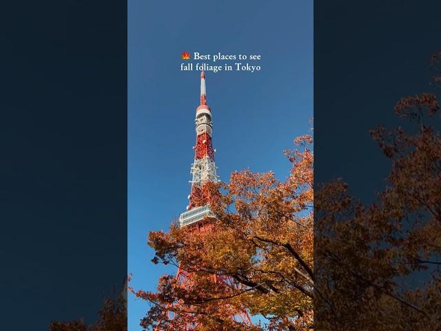  Best places to see fall foliage in Tokyo | Part 1 #shorts #tokyo #fallfoliage #japanautumn