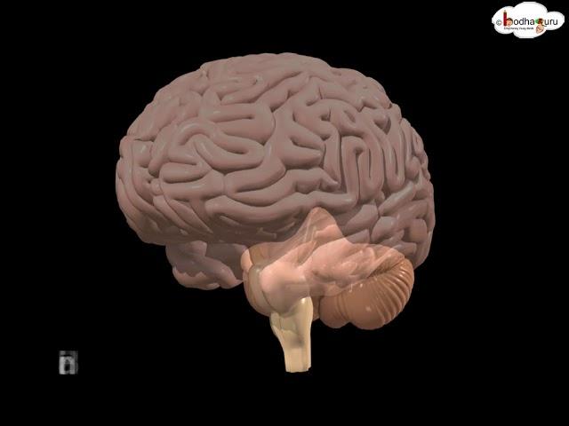 EVS - मानव मस्तिष्क (जूनियर )  - 3D animation - Human Brain Overview - Hindi