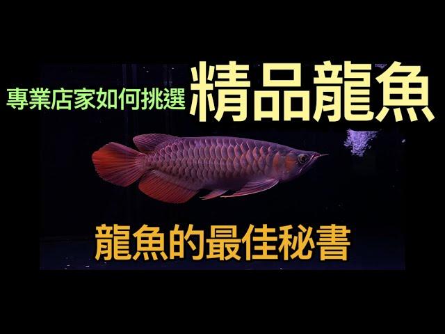 龍魚專業店家如何在國外眾多龍魚中挑選精品龍魚,龍魚常見疾病小秘訣,跟著魚客來老闆梁哥這樣做,你的龍魚也可以很漂亮