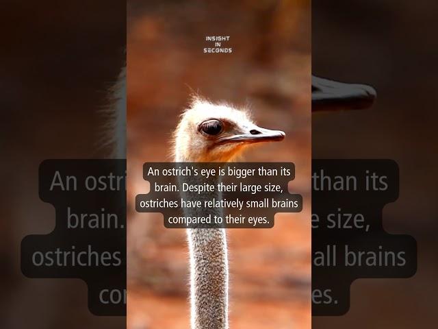 Today's Insight: ostrich #shorts #facts #information #knowledge #daily #ostrich #animal #dailyshorts