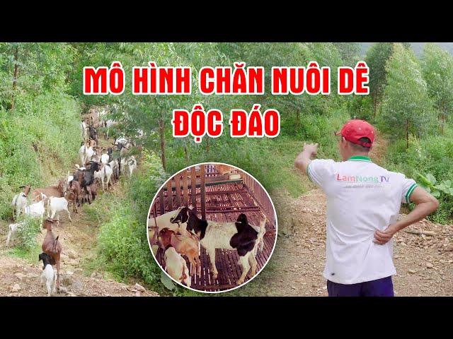 Độc đáo mô hình nuôi dê đi ngược lại với số đông || LamNongTV