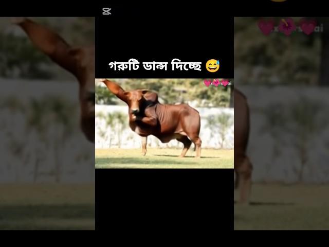 how possible cow dancing #sorts #sortvideo #viralshort #cow #dance #foryou #ai #edit #funny