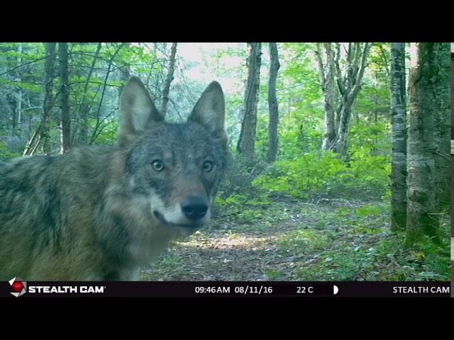 Algonquin Park Trail Cam Footage 2016/17