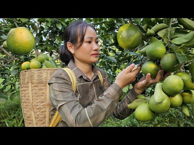 Harvest Green Oranges Goes to market sell - Cooking with my daughter | Lý Phúc An