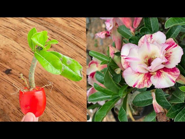 No one knew a tomato could cause a frangipani tree to burst its roots