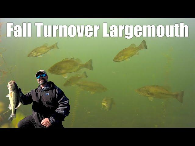 Fall Largemouth Bass (Turnover!)