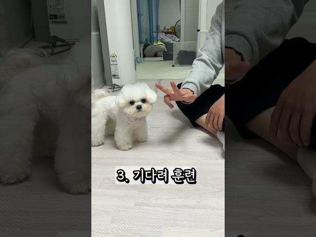 새끼강아지때 꼭 해야하는 교육 3가지