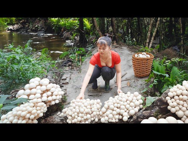 Harvest Mushrooms Grow Under Banana Garden Go To Market sell, Grow Vegetable | Phuong Harvesting