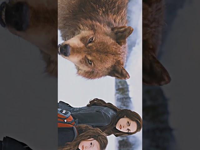 emmett being protective#bellaswan#breakingdawn2#shortvideo#edit#editz#foryou#emmettcullen