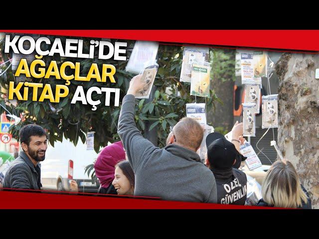 Tarihi Çınar Ağaçlarından 'Kitap' Topladılar