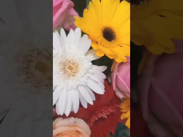 #flowers ,#rose  #redrose #whiterose #sunflower  #nature #shortvideo #viral