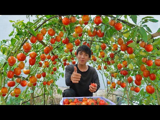 Wish I knew this method of growing tomatoes sooner. Many large and succulent fruits