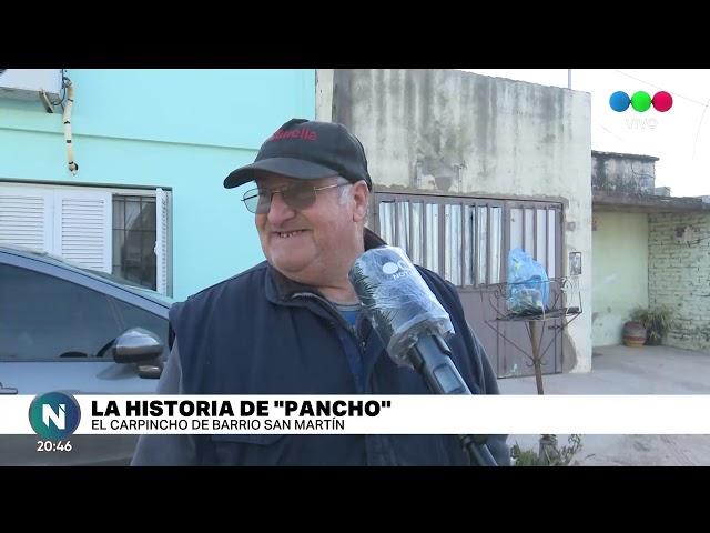 Un carpincho como mascota: "lo quiero como a un perro, lo tenemos hace 5 años"