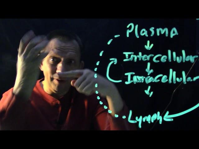 Lymph system preview review