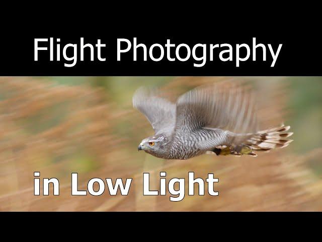 How to Photograph Birds in Flight in Low Light