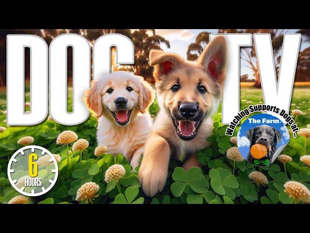 Dog TV for Dogs to Watch  Entertainment for Dogs  Relaxing Dog Music & Anti Anxiety Dog Home Alone