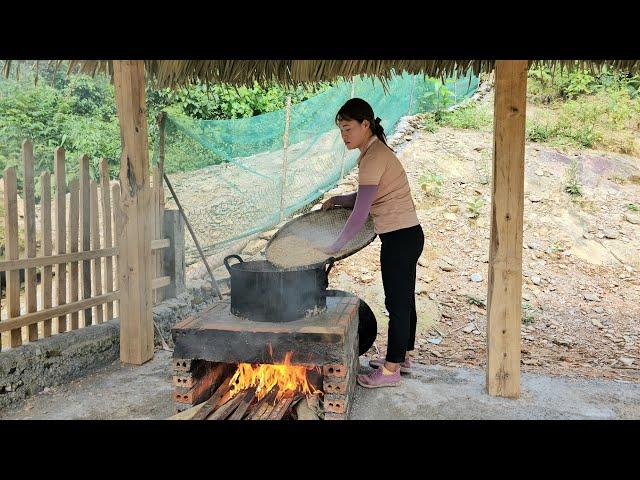 cook food for pigs, harvest corn to sell at the market - live with nature | Chuc Thi Hong