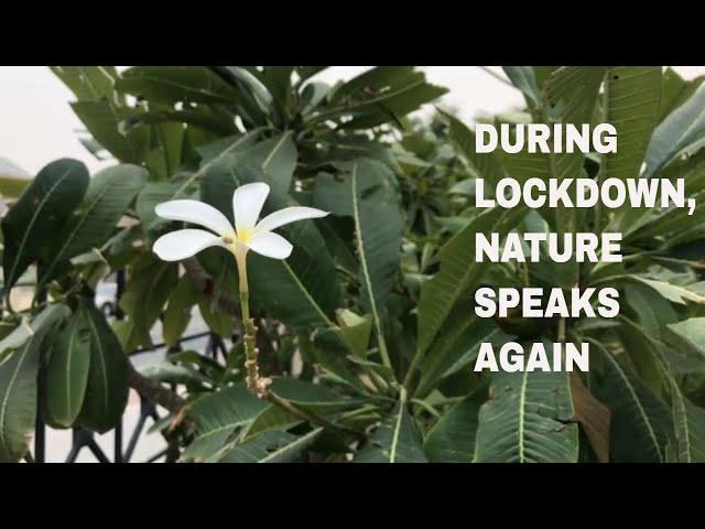 During lockdown, nature speaks again