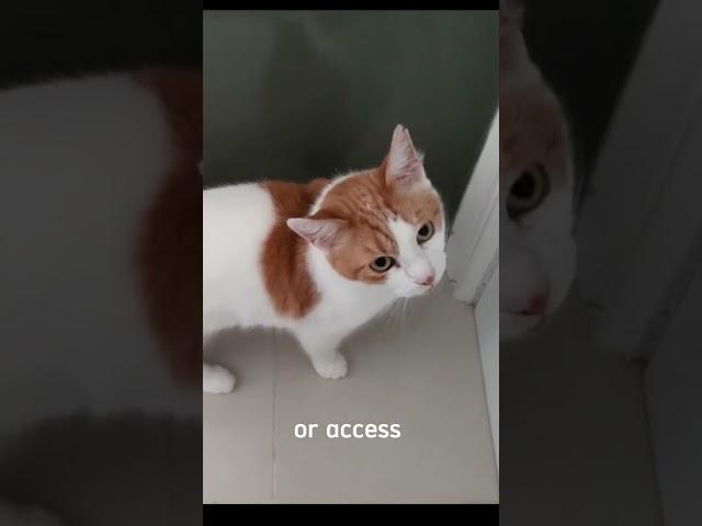 Did you know that cat's keep meowing   on you? watch till the end.