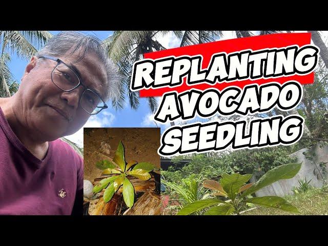 How to #replanting #avocadotree #seedling