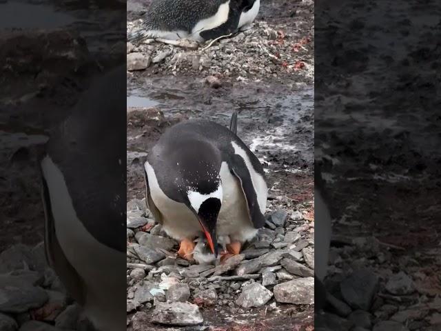 Baby gentoo #penguin chicks!  It’s the ciiircle of life  #cuteanimals