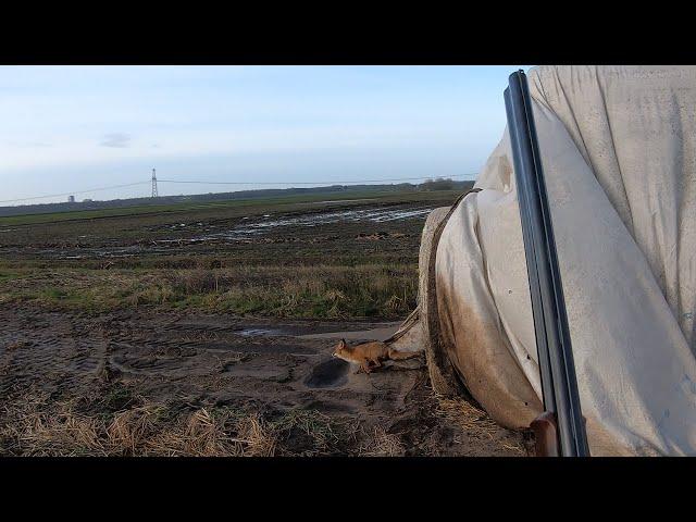 Fox hunting with terriers