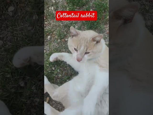 Tomcat Greetings & Garden Protector: Feline  vs. Rabbit  Winter Damage & Summer Intruders
