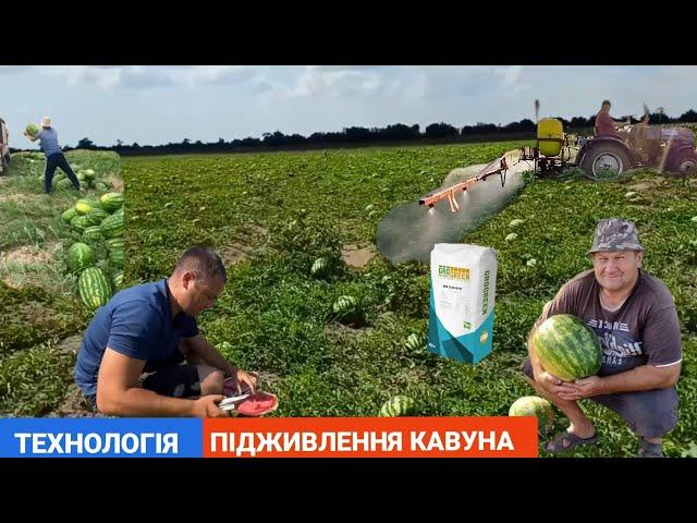 Підживлення кавуна у відкритому грунті без поливу