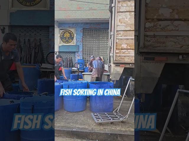 Fish sorting in china #china