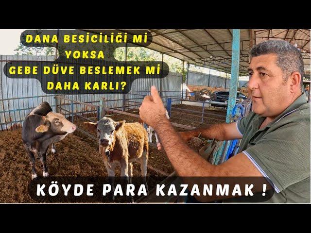 DANA BESİCİLİĞİMİ YOKSA GEBE DÜVE BESLEMEK Mİ KARLI HANGİSİNİ TERCİH EDECEĞİM ? KÖYDE PARA KAZANMAK